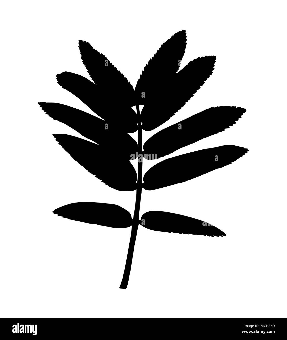 Silhouette de branche avec feuilles de jeune arbre isolé sur fond blanc Banque D'Images