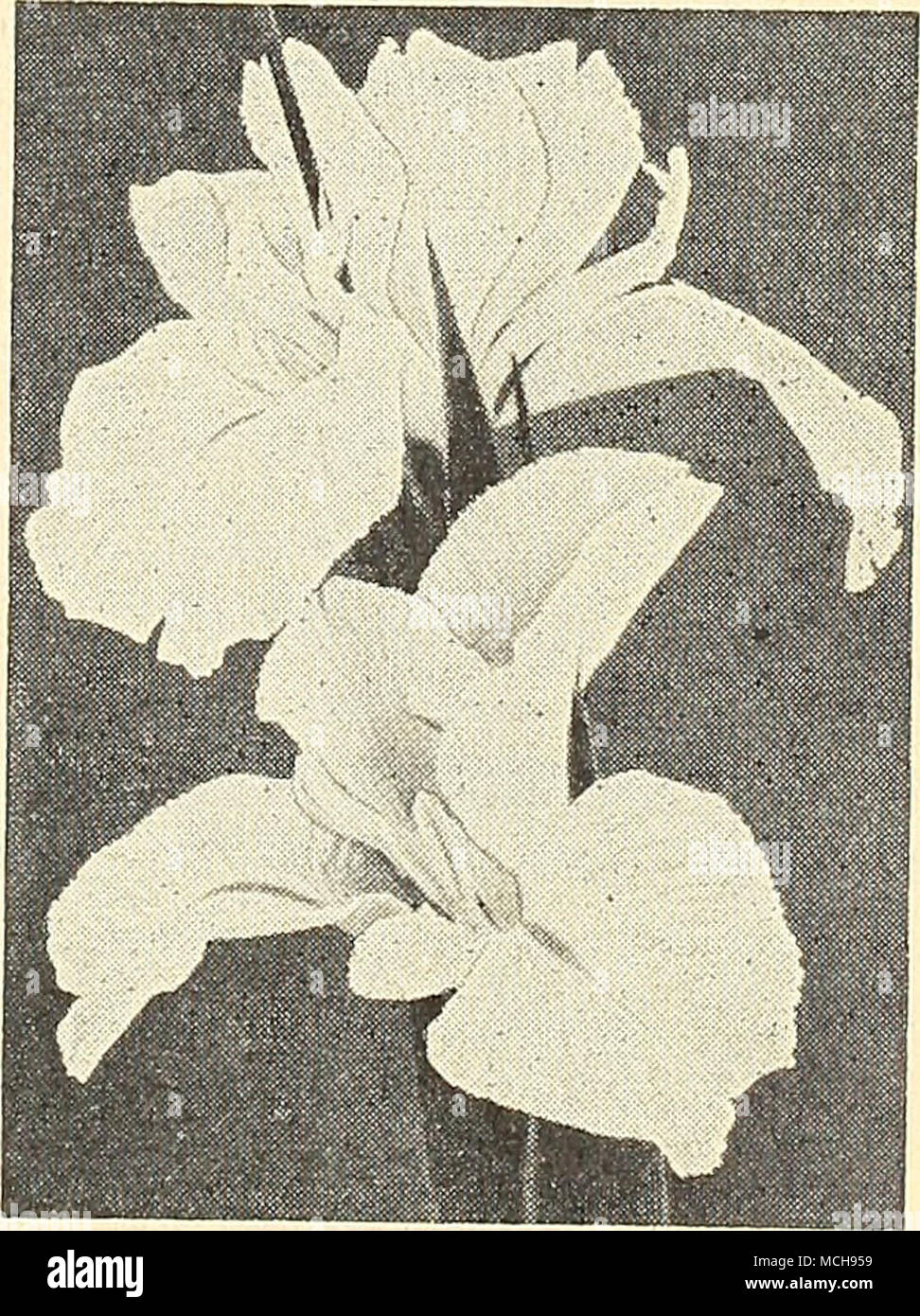 . Toutes les ampoules sont senf "PREPAID" vfifhin les U.S.A. English Deux Iris Iris Anglais géant 40-5Commandant JI. Un Iris brillant de très grande taille et d'une belle couleur bleu foncé avec des taches noires. Libre et vigoureuse en fleurs. 40-512 Edith Cavell. Une splendide pendant de l'élégant avec de grandes fleurs bleu-violet avec des normes. Très attrayant. L'autre variété : 30c chaque ; 3 pour 85c ; 12 pour 3$. 11 Banque D'Images