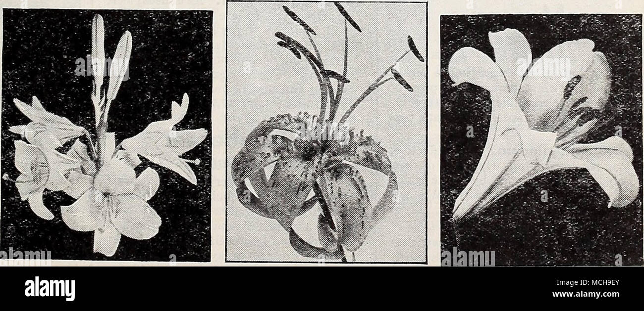 . Candidum-Madonna Lily -Superbum-swamp lily Regale-Royal Lily Garden Lilies (I. Preston). 1,25 $ l'exemplaire des services 13 Banque D'Images