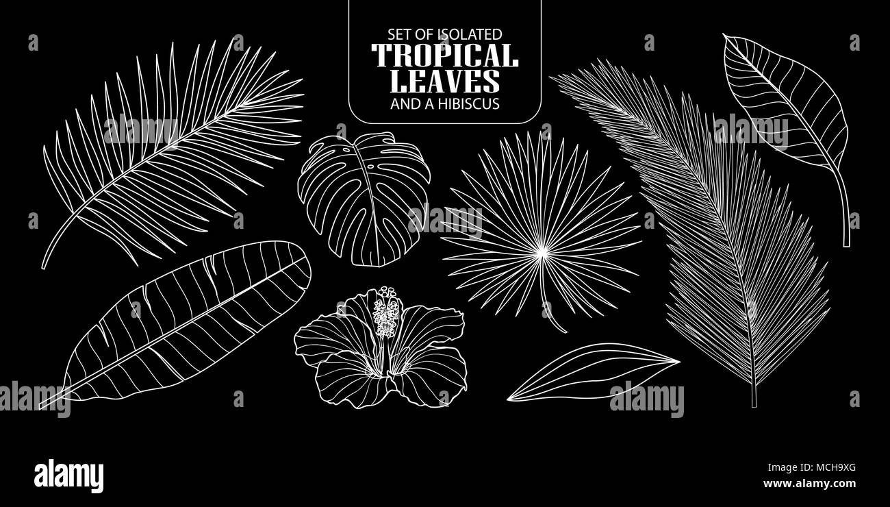 Ensemble de feuilles tropicales isolées dans 8 styles et un hibiscus. Vector illustration of botanical seulement contour blanc sur fond noir. Illustration de Vecteur Ensemble de feuilles tropicales isolées dans 8 styles et un hibiscus. Vector illustration of botanical seulement contour blanc sur fond noir. Illustration de Vecteur