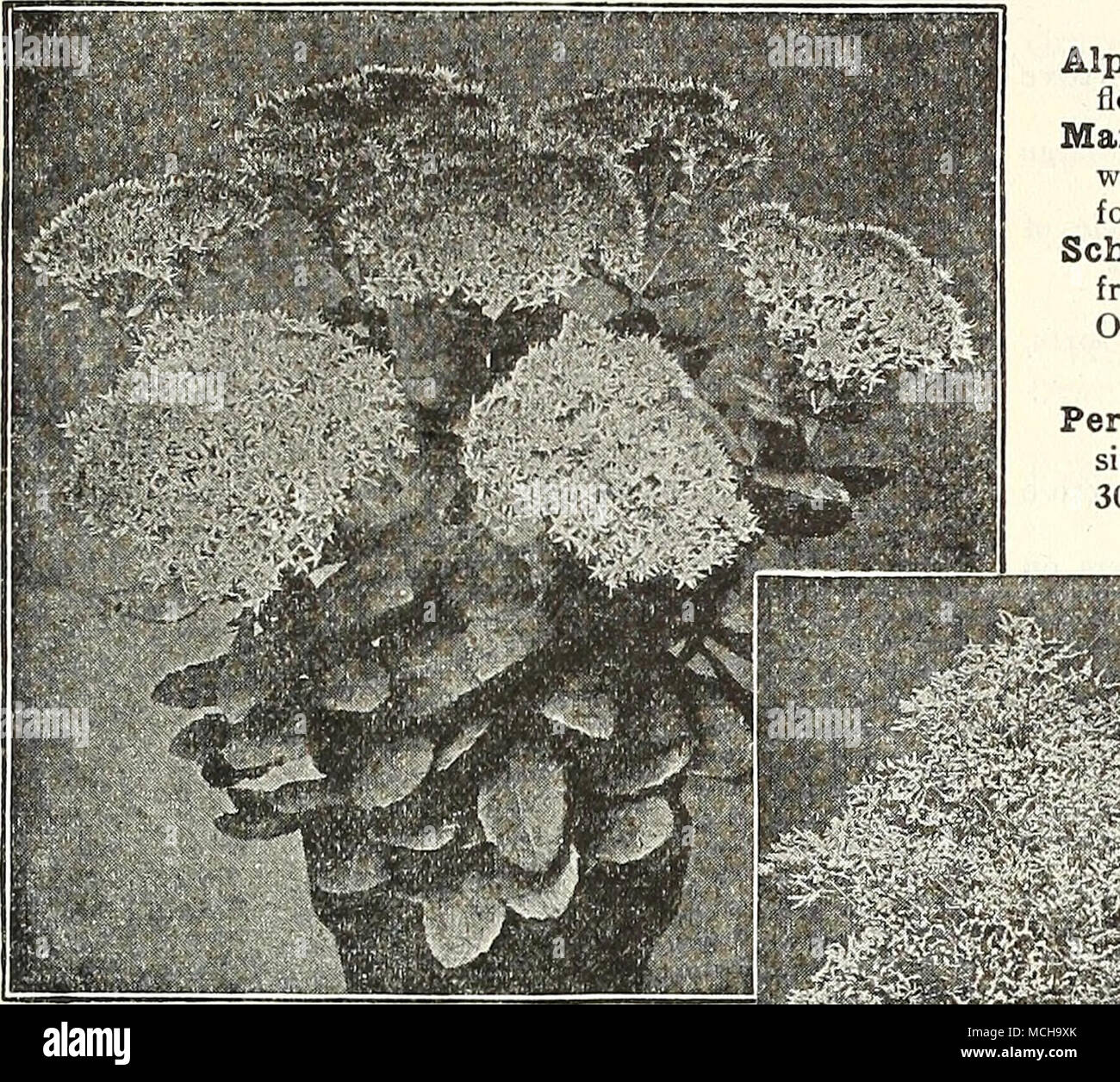 Silene Alpestris Catchhy Un Bon Rock Plante Pousse 4