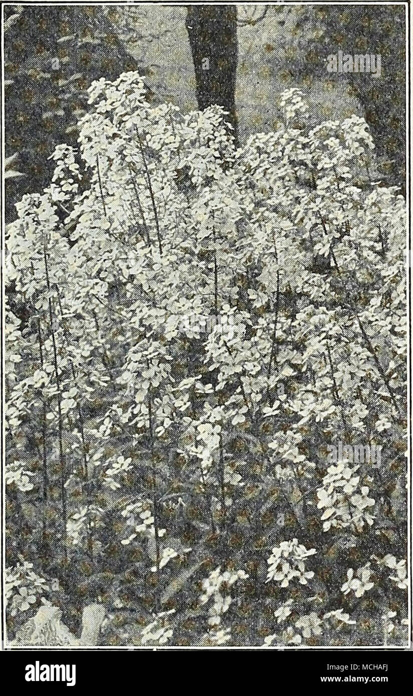 . Chambre double et simple fusée sucré Sweet Sweet William Willlam par PKT. 2342 Latifolius Atro- coccineus, Fl. PI. (Everblooming doux hybride Wil- liam). Un cramoisi pourpre brillant va- riety c'est très efficace pour n'importe quel po- tion, et l'une des meilleures vivaces dans la liste, j'oz., 50 cts 0 $ 15 Sweet Wivelsfield 2331 Un nouveau Hardy- nuelle Dianthus. Pour la description, voir page 59 25 (bleuet) Aster Stokesia Cyanea 4051. Un beau- tiful hardy peren- nial. La plante pousse à environ 24 pouces de haut, chaque palier de 20 à 30 belle-bleuet bleu lavande en fleurs ; fleurs comme à partir de juillet jusqu'au gel. L'un Banque D'Images