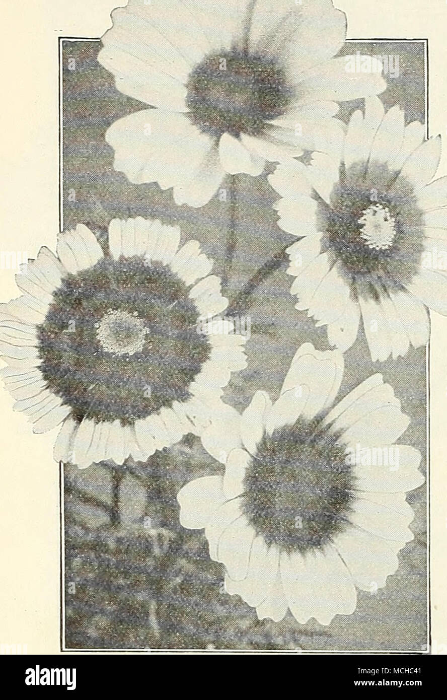 . Les variétés annuelles chrysanthèmes à floraison unique ou des chrysanthèmes marguerites peintes annuel sont efficaces et voyantes jardin favoris, largement cultivés pour les fleurs coupées. Les hardy les annuelles sont à floraison d'été plantes frontière (de plus en plus de 2 pieds de haut)&gt ; gardant à l'profusion de grandes fleurs ressemblant à des marguerites sur les bonnes tiges, et tout à fait distincte de la plante vivace floraison d'automne et de variétés. Par PKT. 1921 Burridgeanum. Pétales blanc pur avec de riches zone rouge brunâtre et zone intérieure de jaune entourant le disque brun foncé. J'oz., 25, 10 cts 1922 Eastern Star. Jaune clair de zonage Banque D'Images