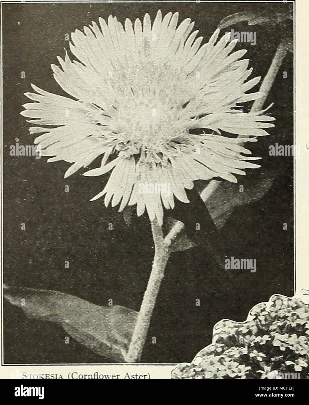 Stokesia (Aster) Comaower p^^ p^^ 4051 Cyanea. Ce n'est pas nouveau, mais  c'est un rare et belle plante vivace. La plante pousse à propos de 2-1  pouces de haut, chaque palier