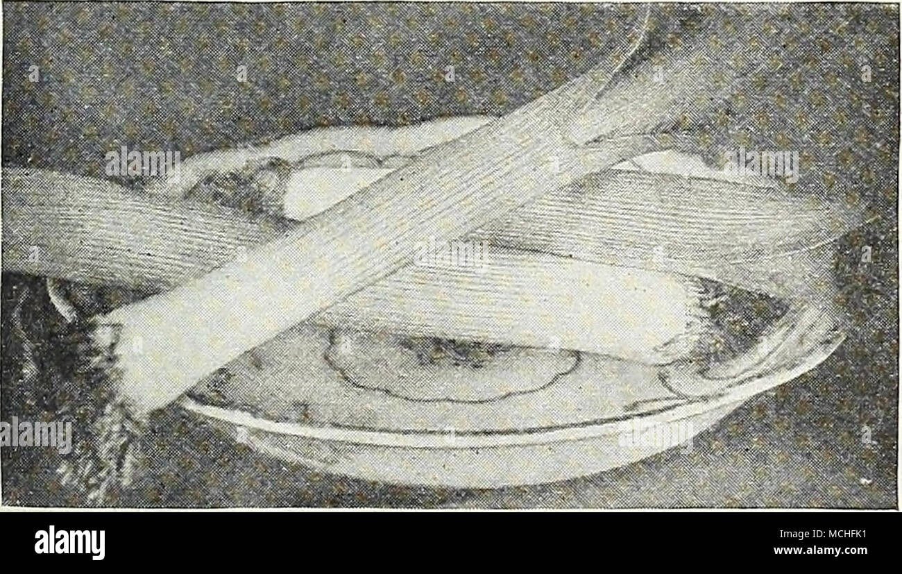 . Musselburgh Leer- Poireau, Fr. Puerro, Sp. Culture -très apprécié en tant que réserve pour les soupes et salades. Semer en avril en exercices de renforcement 1 pied en dehors, et lorsque 6 à 8 pouces de haut, riche en transplantation soU, dans les rangées 12 pouces et 4 pouces de distance et d'attirer la terre à eux comme ils se développent. Les semences peuvent aussi être semées en août ou septembre ; les plants transplantés au printemps. Une once sèmera 100 pieds de forage. 438 l'Prizetaker Dreer Le poireau. Une belle grande variété de grand mérite, très doux et tendre. Ils s'allongent et épais, et sont de couleur blanc pur. Une variété d'exposition très populaire. Pla., 10 cts. ; j'oz., 20 c Banque D'Images