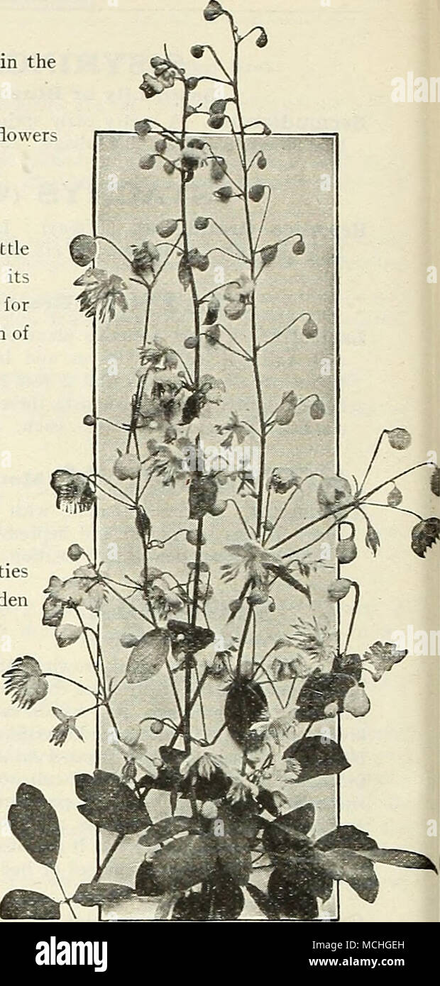 Thalictrum Dipterocarpum JE TROLL NOUS (Globe Flower) Europaeus. Les  plantes à floraison libre souhaitable, en produisant leur jaune lumineux  géant, renoncule-comme fleurs sur les tiges de 1 à 2 pieds de
