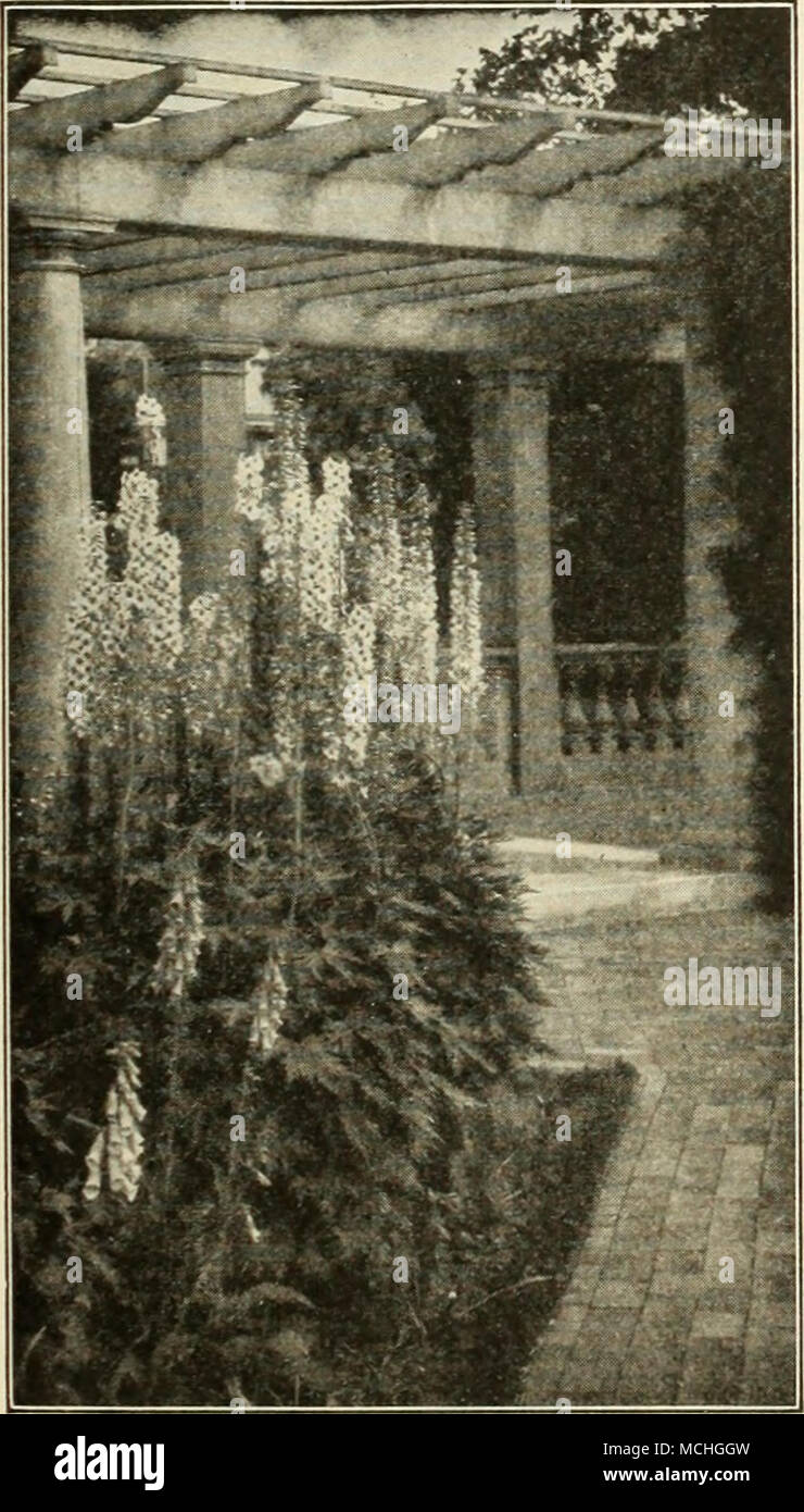 . Perenntal Hardy (Delphinium Delphinium) Semer les graines au début du printemps à l'intérieur ou dans des foyers dans des boîtes. Lorsque les semis sont environ trois quarts de pouce de haut, repiquage à appartements trois ou quatre pouces de distance dans chaque sens, de les transférer à la masse ouverte quand le temps est convenable. Les plantes semées au printemps fleurissent en juillet et août. Ils occupent très peu de place, car ils peuvent être plantés 6 ou 8 pouces à part la première saison. Le printemps l'choicer chers peuvent être plantées dans un logement permanent en groupes de trois ou plus, ou dans de grands groupes dans les arbustes frontière, ou à l'arrière de Banque D'Images