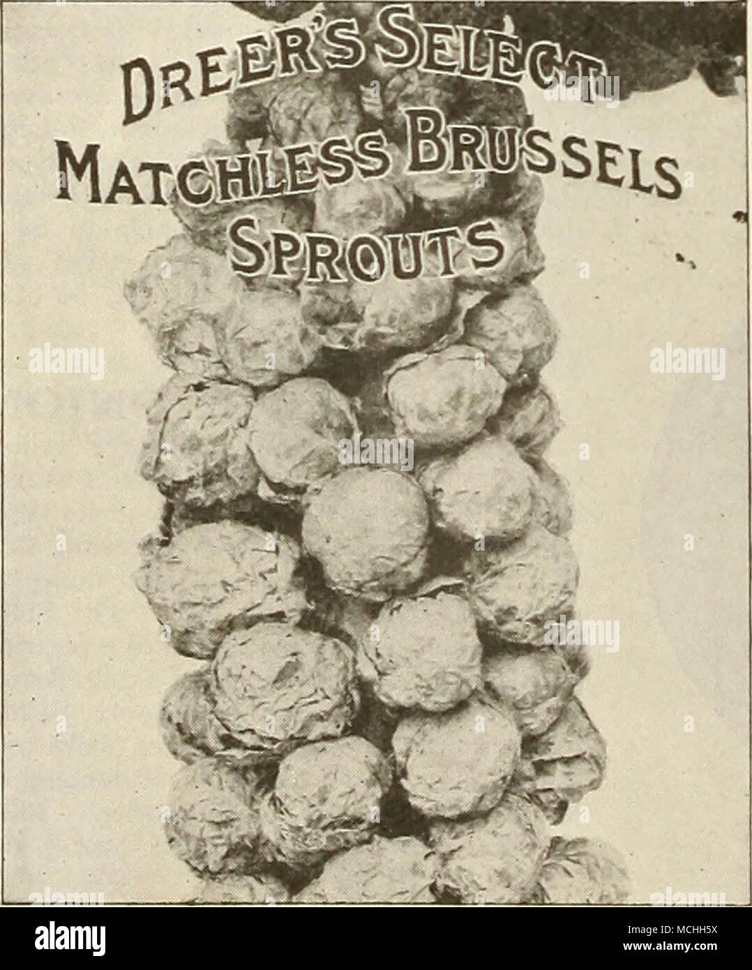 . Fenouil ou Story, un délicieux légumes qui devraient être plus largement connu. C'est e.rtensively utilisé en Italie comme une salade, mais est particulièrement agréable lorsque servi bouilli, avec une vinaigrette à la crème. Lorsque l'élargissement de la tige, à la base de la tige (voir l'illustration à côté), est de la taille d'un oeuf de poule il devrait être mis à la terre de manière à couvrir la moitié d'elle, et en une dizaine de jours pour l'utilisation de coupe peut être engagé et poursuivi comme l'augmentation de la croissance des plantes. La saveur est- ce que certains comme le céleri, mais il a un goût sucré et une odeur délicate. Pkt., 10 cts. ; oz., 30 cts. ; je lb., 1,00 $ Banque D'Images