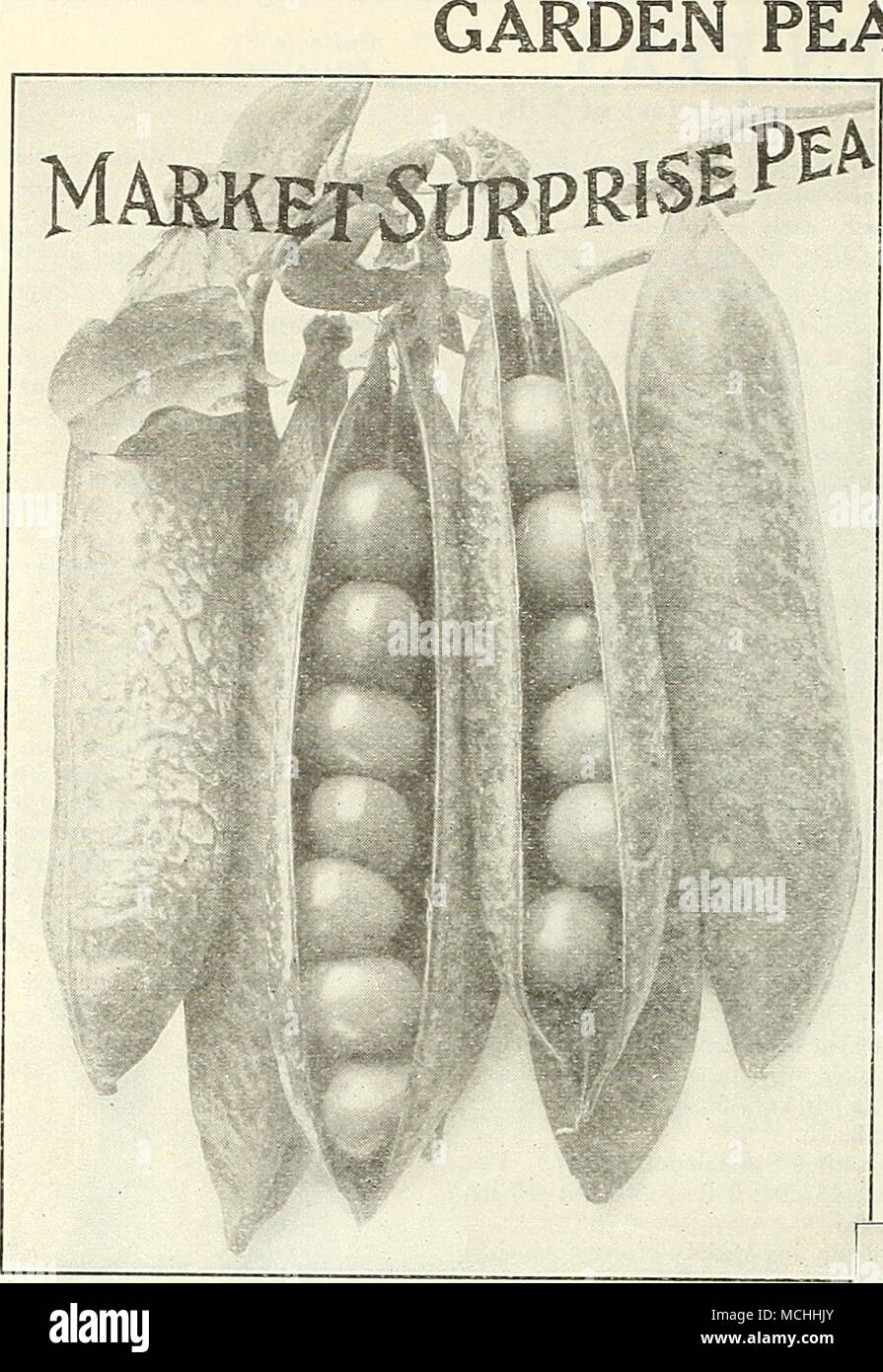. Petits pois doux extra-fin ridée tôt sortes - Surprise continue du marché. Même si ce n'est pas un véritable "Froissé" trier à graines, les graines de cette variété sont des "trous" et la qualité de la produit écologique est si extraordinaire que nous considérons qu'il vaut bien une place parmi les sortes de la plus haute qualité. La plante pousse à une hauteur de 30 pouces,^et est très économes, produisant les gousses dans étonnamment grandes quantités. Les gousses sont grandes et bien rempli de petits pois. Prêt à l'emploi dans les 60 jours après avoir semé les graines et de loin le plus lourd de 4 pouces yielder pods au début de la saison. Pkt., 10 cts., Banque D'Images