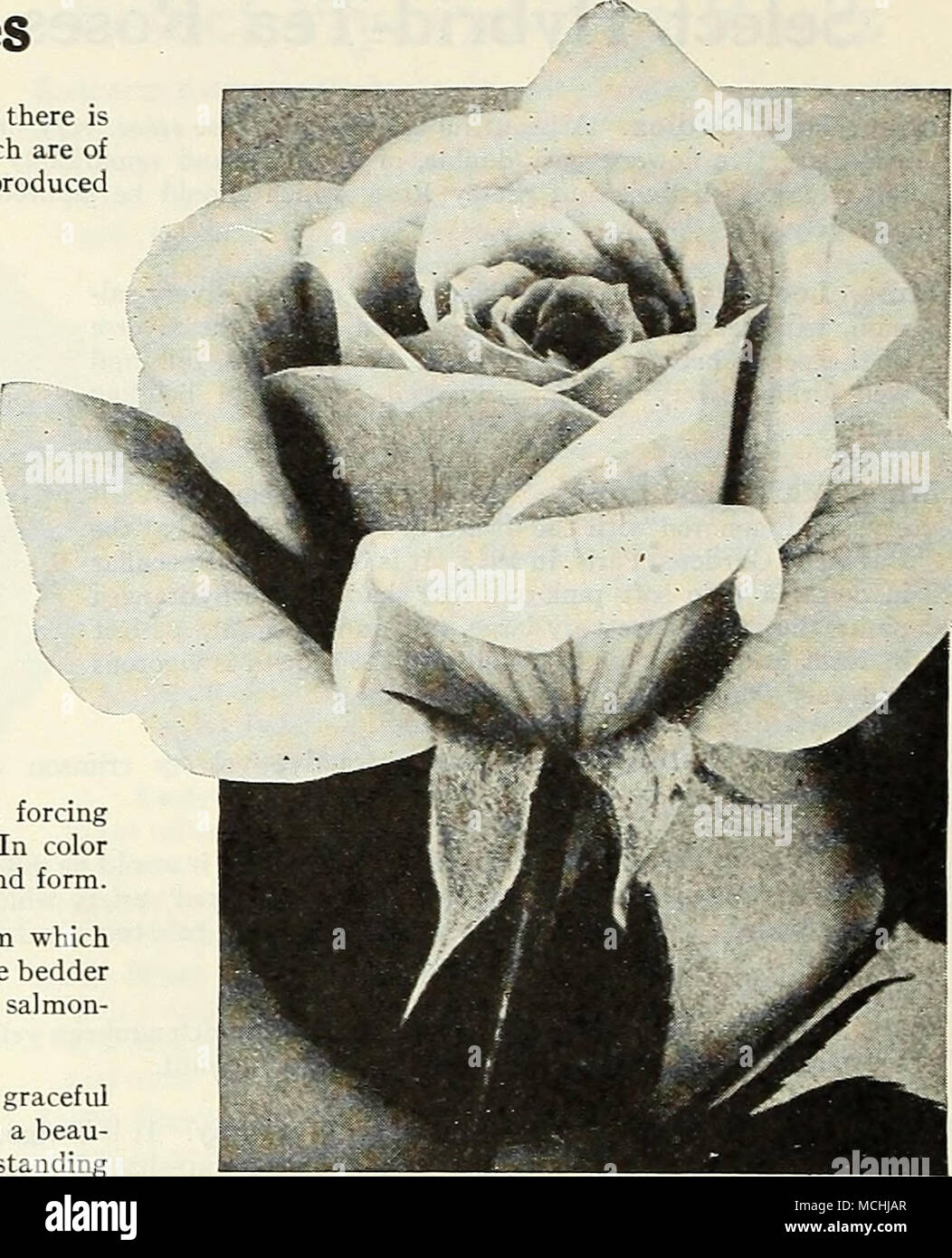 . Hybrid-Tea Rose, Mme Aaron Ward (offert à la page 125) Banque D'Images