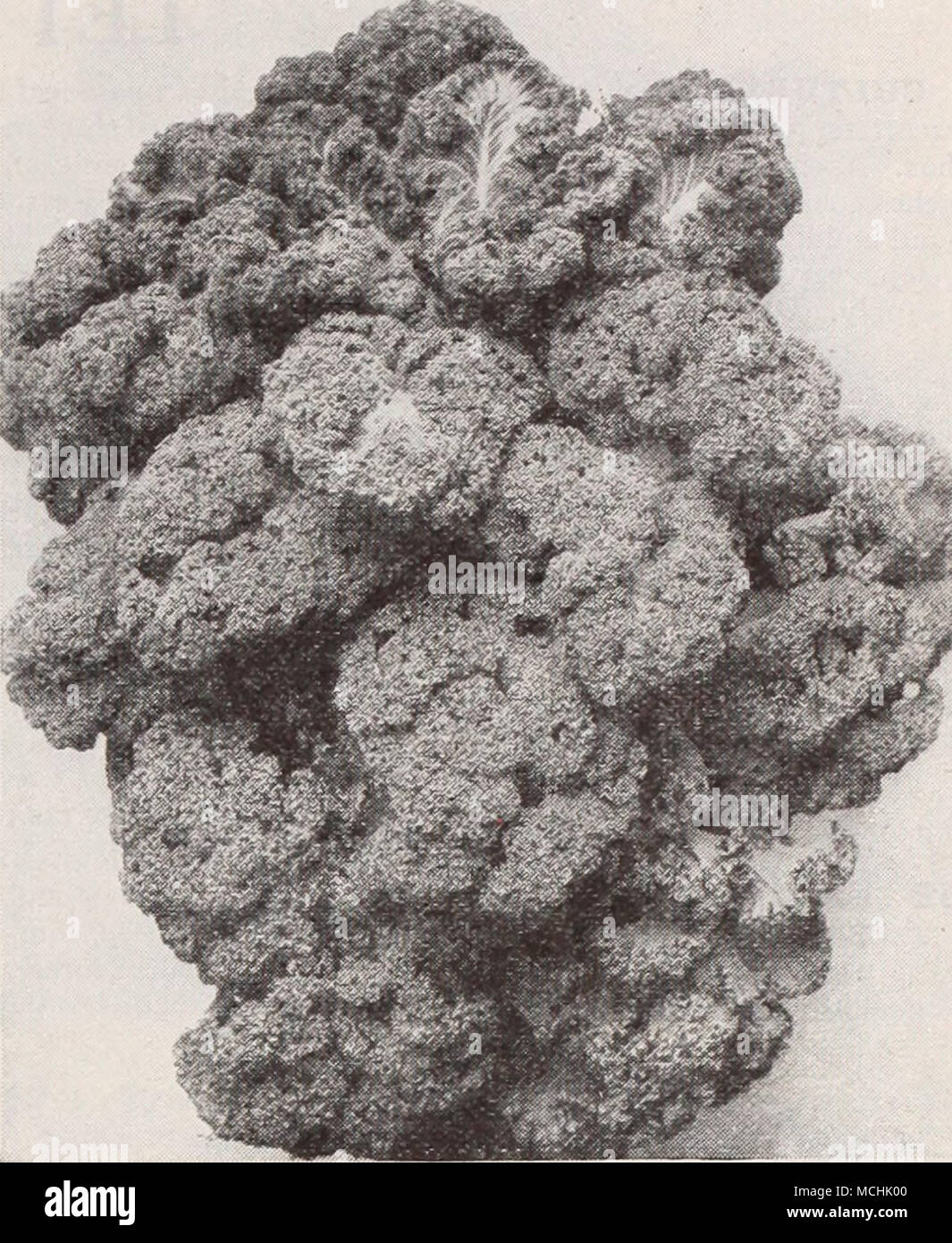 . Dreer's Imperial Kale 431 blanc précoce (ou vert) Vienne. Chair blanche et tendre, un tri standard pour l'utilisation de table. A une très courte haut et forme la racine rapidement. Une variété plus fiable sur tous les sols. Pkt., 10 cts. ; oz., 25 cts. ; lb., 75 cts. 430 Early Purple Vienne. Peau violet, blanc et chair mais une bonne qualité et saveur. Dès le blanc et plus résistante à la chaleur, par conséquent, recommandé pour les sections où le navet tourner amer. Pkt., 10 cts. ; oz., 25 cts. ; | lb., 75 cts. Poireau, Fr. Poireau Poireau Musselburgh Puerro, Sp. Lauch, Ger. Culture -pour assaisonner les soupes et salades. Semez en avril à dri Banque D'Images