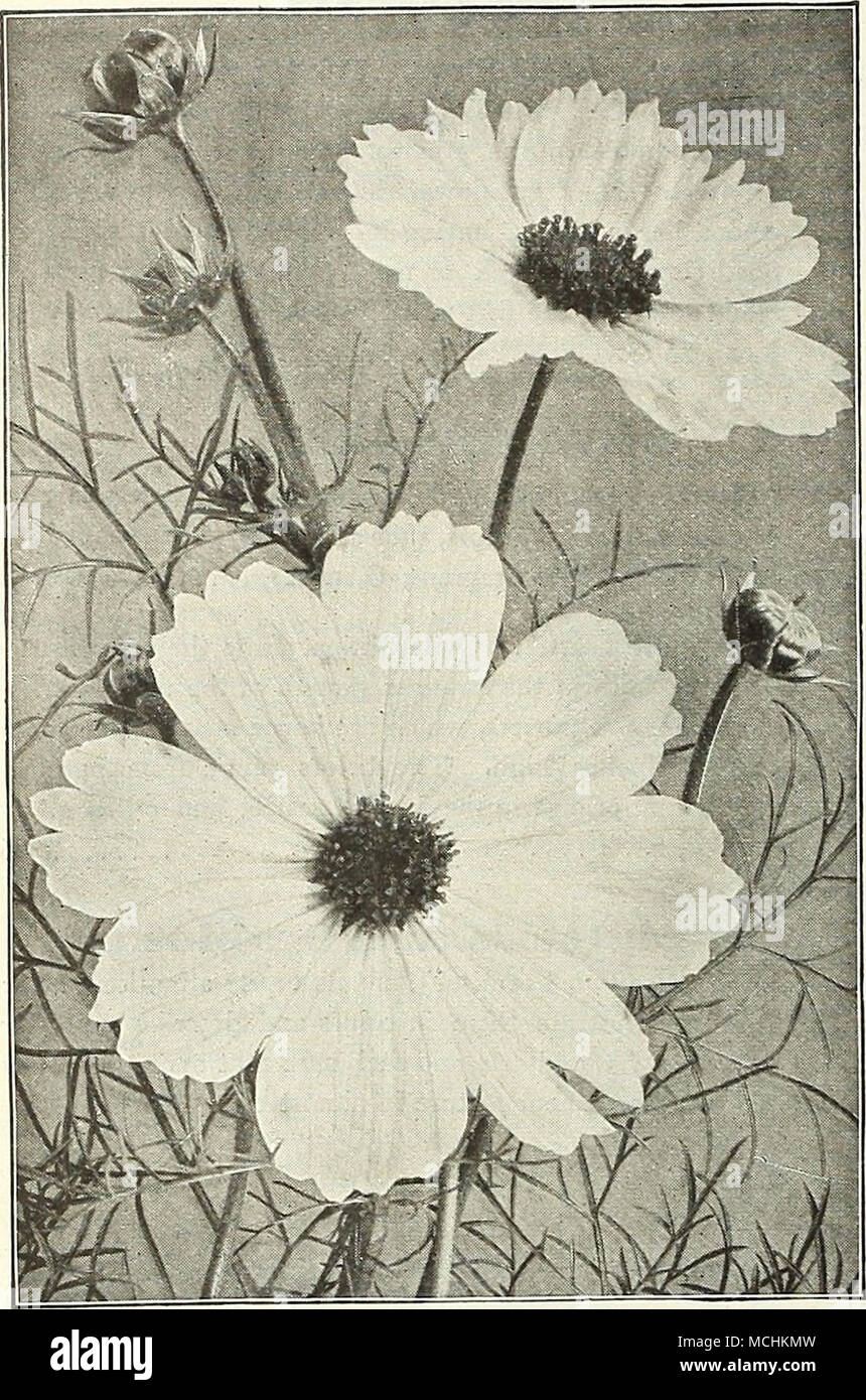 Géant d'automne, ou Dame Lenox Cosmos COSMOS bel automne-plantes fleuries.  Ils produisent des milliers de fleurs artistique en blanc pur, rose et  nuances pourpres, fur- nition d'une abondance de fleurs coupées