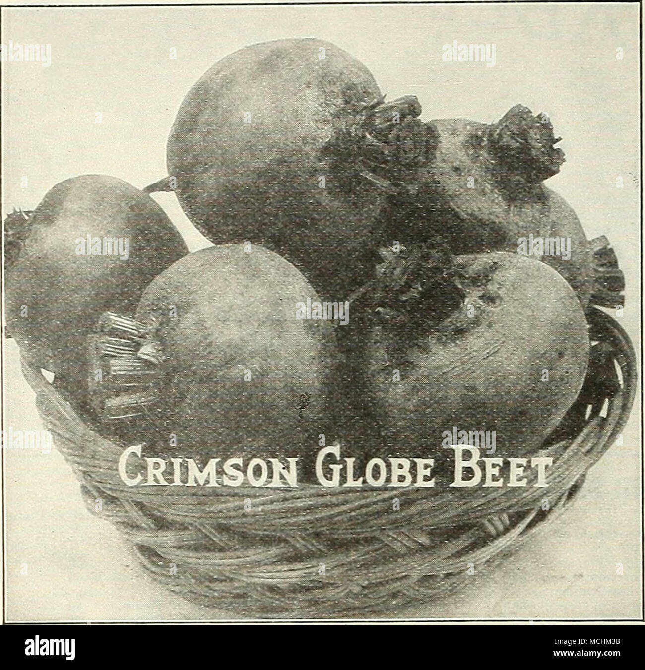 . BEAN pour forcer ce chef-d'origine bean en Angleterre, où une attention particulière est accordée à la culture en serre, et c'est une magnifique variété à cette fin. L'usine fait une croissance saine et pro- duces une abondante récolte de grandes cosses vertes, qui sont remar- kably droit, large, épais et d'excellente qualité. Nous examiner ce la meilleure variété pour la culture en serre, comme c'est une croissance rapide et mûrit la récolte à un début de saison. Pkt., 10 cts., par courrier. Par express ou de marchandises, à ses frais, lb., $1.00 ; 2 lbs., 1,75 $. (S'il y a lieu, par colis postal, ajouter que l'état Banque D'Images