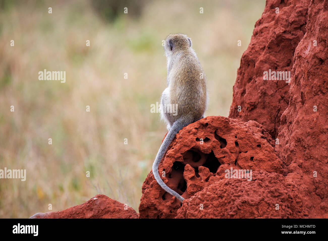 Un singe (CHLOROCEBUS PYGERYTHRUS) ASSIS SUR LA TERMITIÈRE, parc national de Tarangire, Tanzanie Banque D'Images