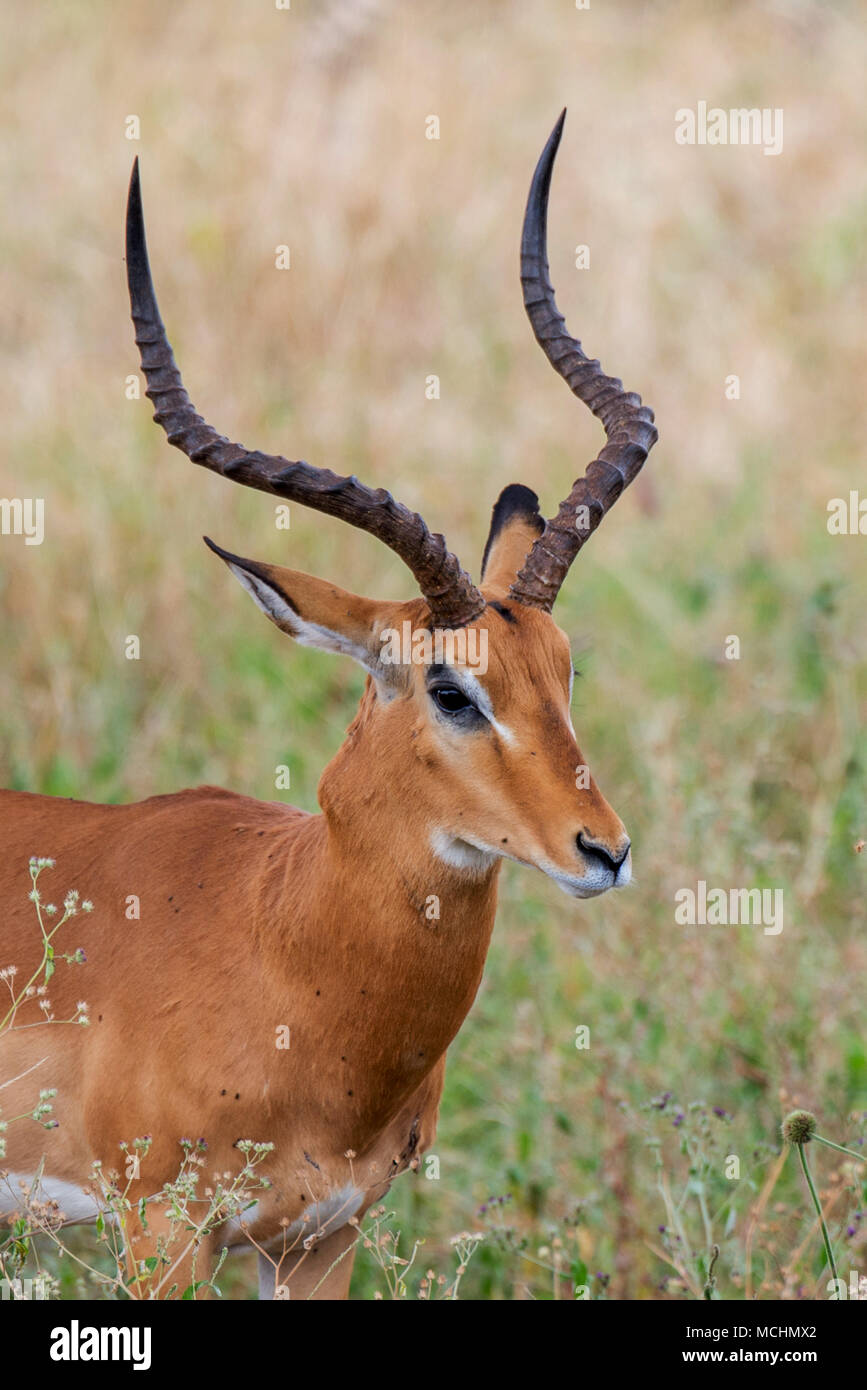 PORTRAIT OF A MALE Impala (Aepyceros melampus), parc national de Tarangire, Tanzanie Banque D'Images