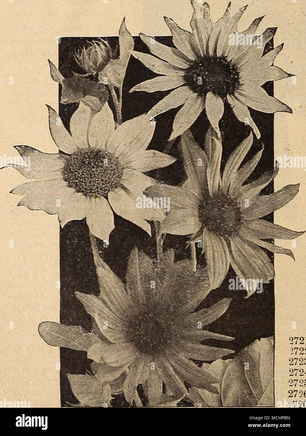 Fleur Jaune Comestible Idée Dimage De Fleur