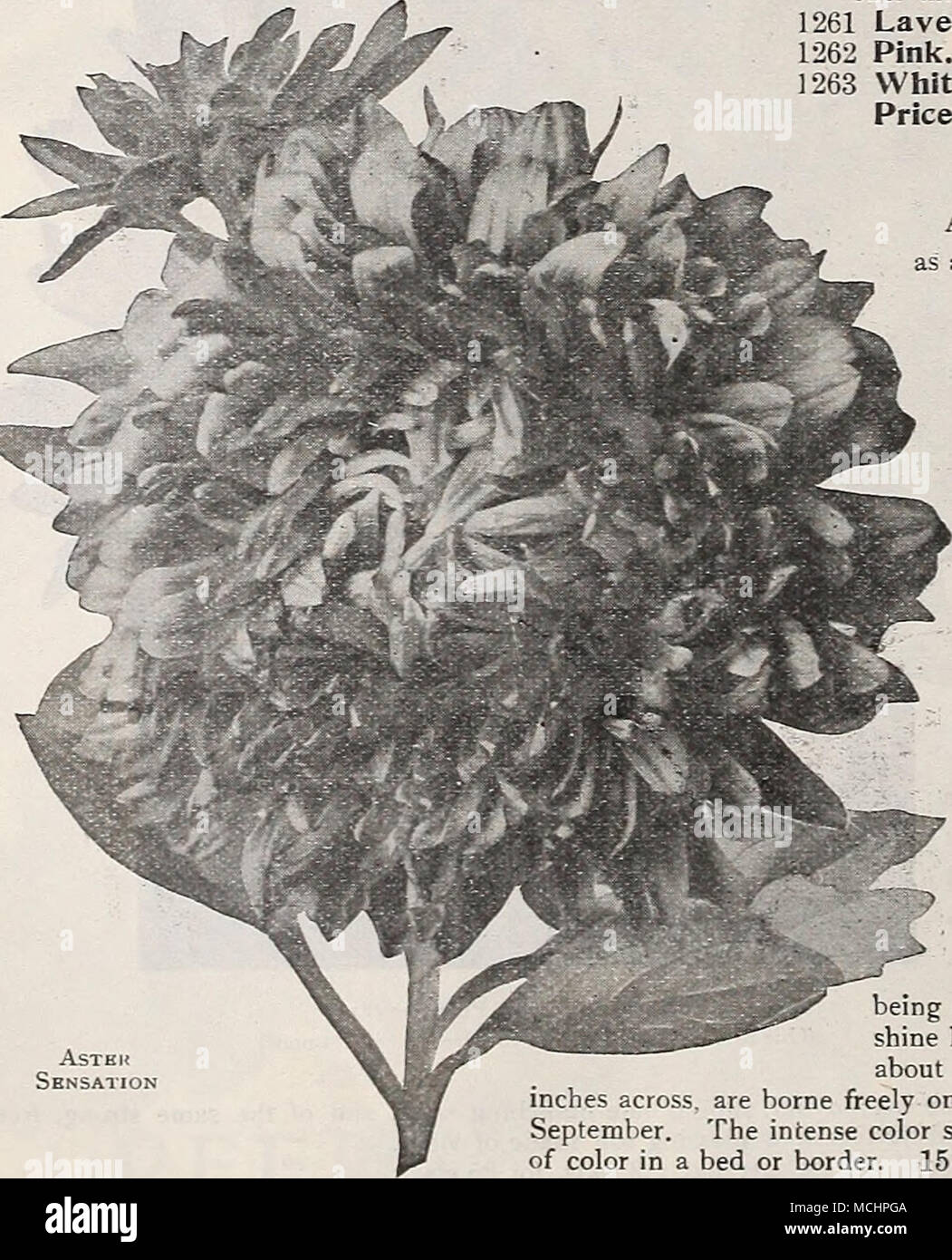ASTEK Sensation ASTERMUM une souche d asters Asters comete qui compte tenu de leurs dimensions et du chrysantheme comme l aspect ont bien ete nomme Astermums. Les plantes poussent sur deux pieds de ha...