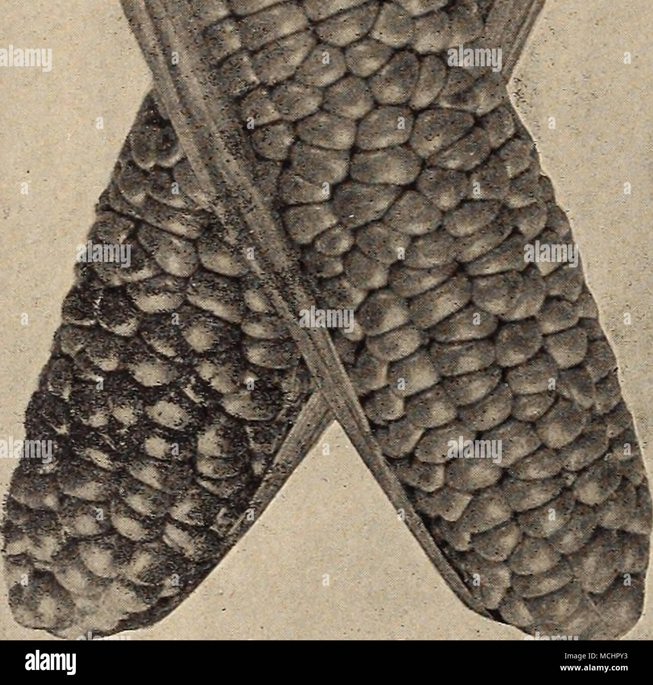 . , Story ou FI.ORENCE le fenouil, un légume délicieux qui devraient être plus largement cultivé dans ce pays. Il est largement utilisé en Italie comme une salade, et peut également être servi bouilli. Lorsque l'élargissement de la tige, à la base de la tige, est environ de la taille d'un oeuf de poule il devrait être mis à la terre de manière à couvrir la moitié d'elle, et en une dizaine de jours de cut- ting peut être engagé et poursuivi comme l'augmentation de la croissance des plantes. La saveur est un peu comme le céleri, mais il a un goût sucré et une odeur délicate. Pkt., 10 cts. ; oz., 30 cts. ; lb., 1,00 $. L'IMPERIAI DREER. KALE de longue date un magnifiquement bouclé un Banque D'Images