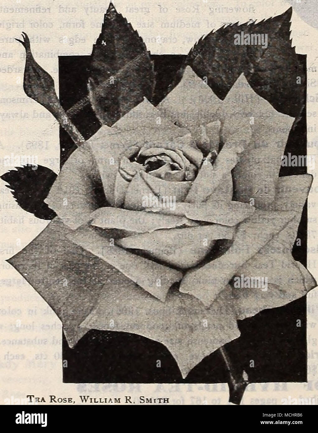 . Rose Thé, William R. Smith flarie Van Houtte. Blanc, jaune teinté avec, souvent bordés de rose ; grand, plein, de forme et d'un bloomer en abondance. 50 cts. Chaque ; $5.00 par douz. Molly Sharman Crawford. Grand lit, délicieusement parfumé, free-floraison Rose de forme splendide ; blanc-crème à la première modification au blanc pur. 60 cts. chacun ; 6 $ par douz. Mme Campbell Hall. Crème délicate buff, tranchant ou suf- fused rose-carmin, le centre de la fleur une cerise coral fauve, fleurs de bonne taille, très odorante. 75 cts. Chaque ; 7,50 $ par douz. Mme Herbert Stevens. Une belle rose blanche, une f Banque D'Images