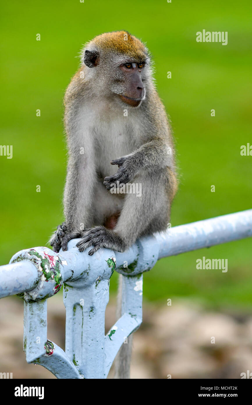 Macaque à longue queue à l'état sauvage Banque D'Images