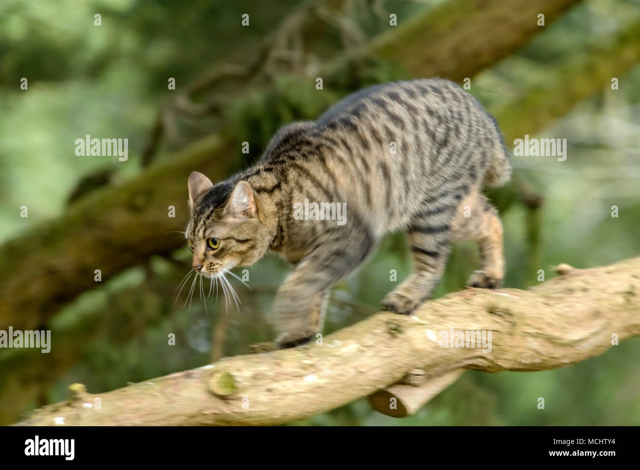 Jeune chat tigré, Bengal chat marchant le long d'une branche d'arbre, mouvement de jambe et flou, sur un arbre Chypre Monterey Banque D'Images