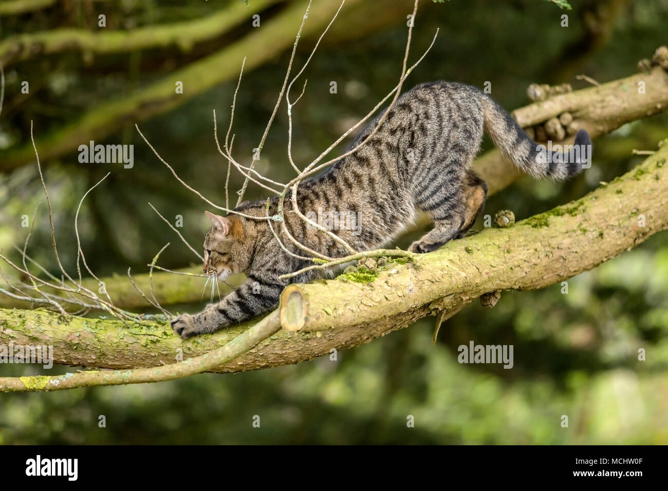 Jeune chat tigré, chat bengal escalade un arbre, Chypre Monterey en hauteur sur les branches, c'est les étirements. Banque D'Images