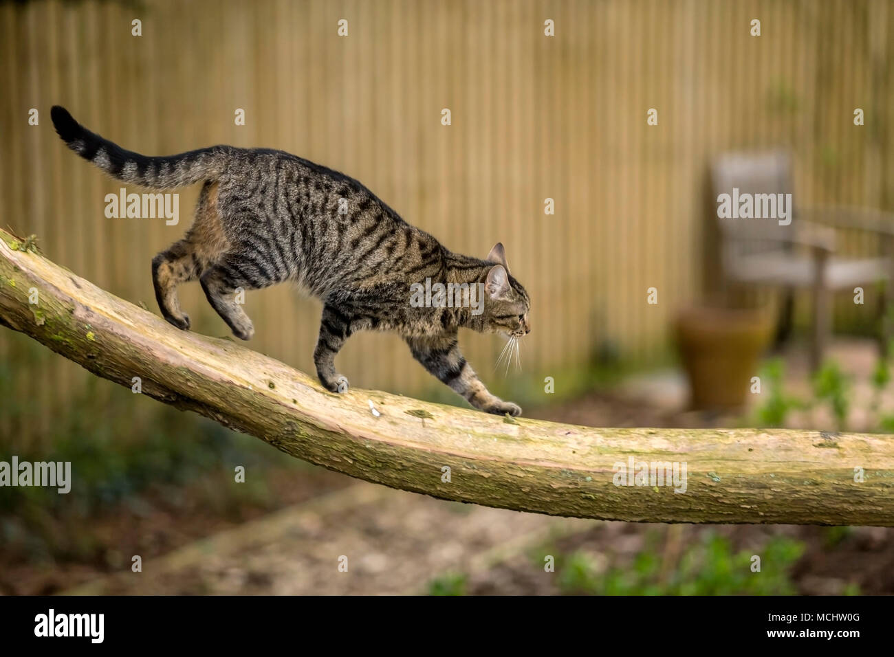 Jeune chat tigré, chat bengal alond marche sur une branche basse d'un arbre. Chypre Monterey Banque D'Images