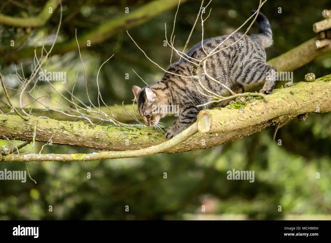 Jeune chat tabby, chat du bengale grimpant à un arbre Monterey Cyprus, regardant vers le bas de haut en haut sur ses branches Banque D'Images