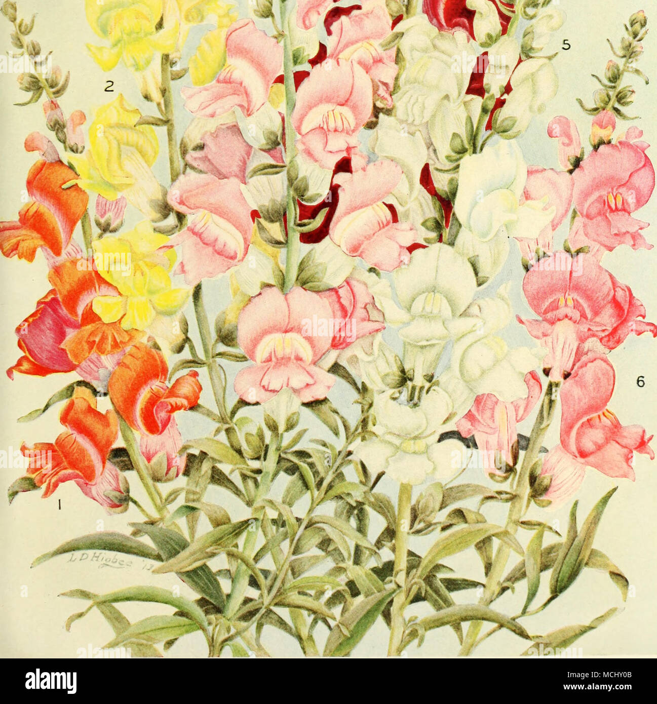 . 'Â tSÂ"'' S^ Banque D'Images