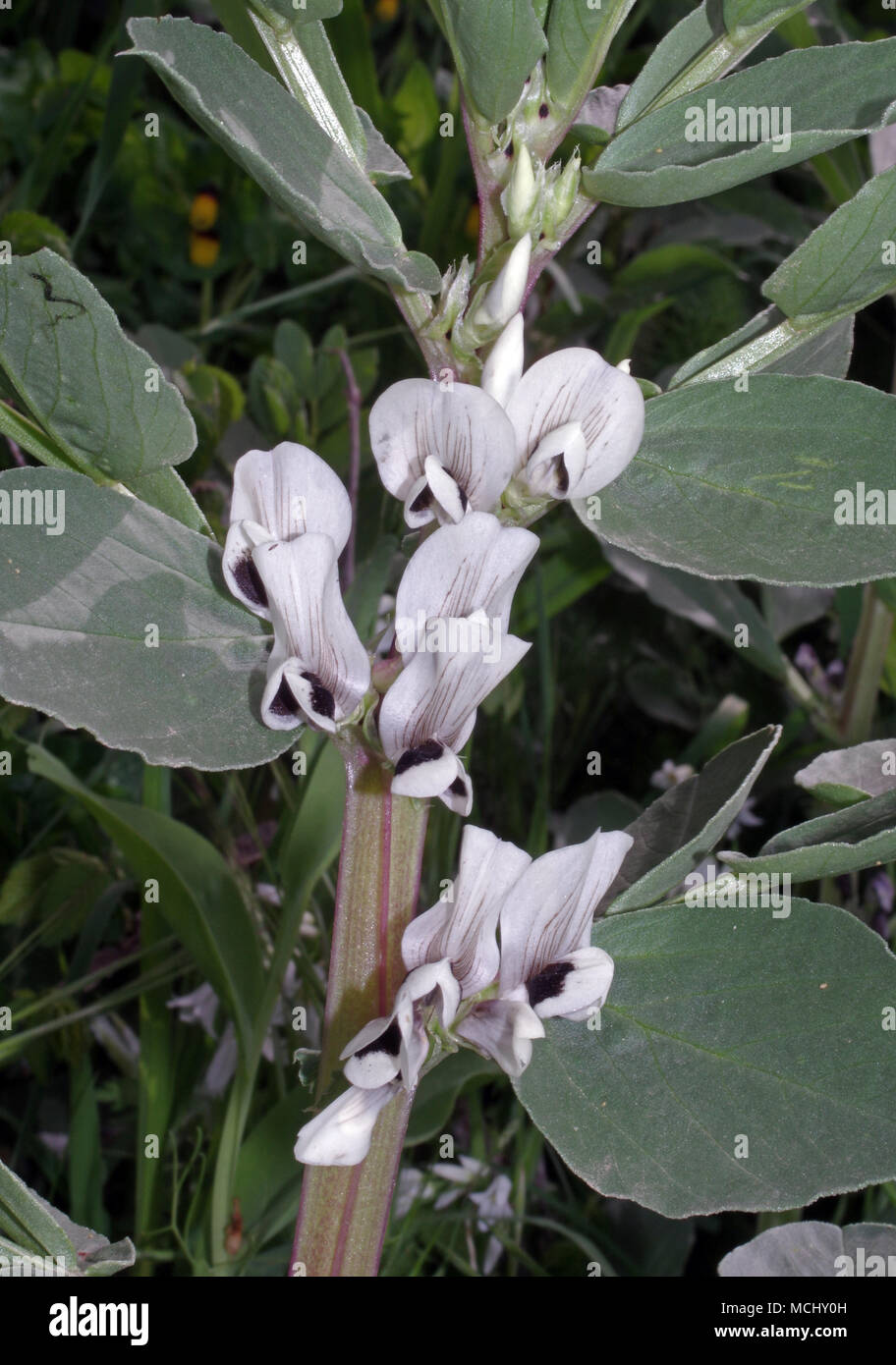 La fève (Vicia faba) la floraison au printemps en campagne sarde Banque D'Images