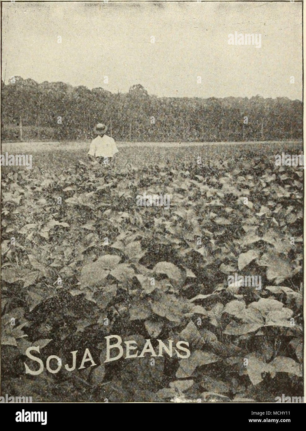 . ItO San Soja Bean. Plus tôt que d'Hollybrook, mais laisse pas aussi grande. G'$83 pour les sections où la saison est courte. Lb., 20 cts., services postpayés. Par express ou de marchandises : Peck, 95 cts- ; bu., 3,50 $. Hollybrook Début de soja. Une bonne variété pour la plantation dans le Nord et l'Est des États-Unis. Mûrit tôt et produit une énorme récolte de deux vignes et les gousses. Lb., 20 cts., services postpayés. Par express ou de marchandises : Peck, els 95. ; bu., 3,50 $. Wilson Soja. Une excellente variété de milieu et de l'Est des États-Unis. Se développe 36 à 44 pouces de haut, et les branches, feuilles et graines détient ne se brisent à partir des gousses après la coupe. Lb., 25 cts., Banque D'Images