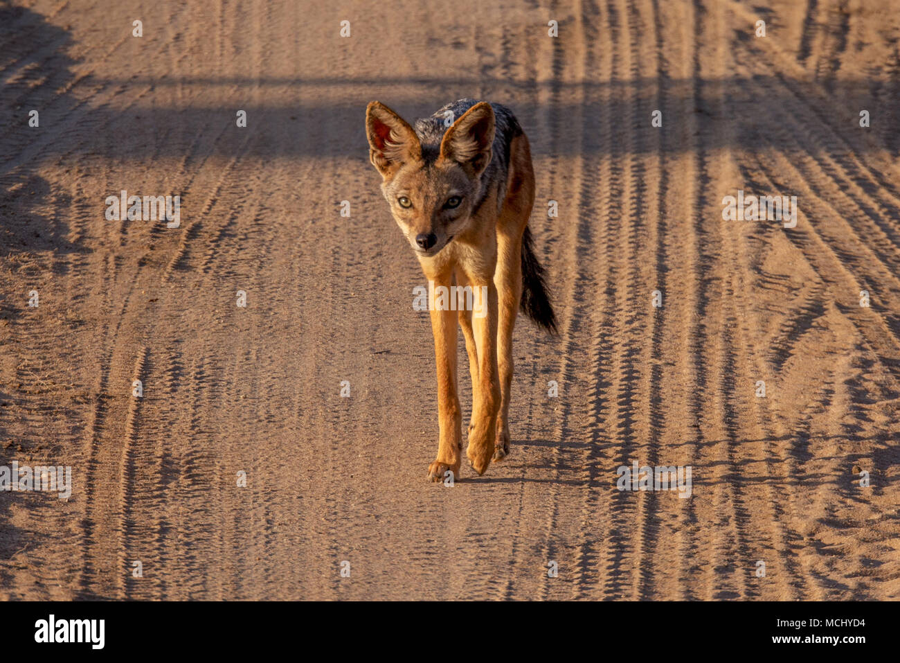 Chacal NOIR SOUTENU (CANIS MESOMELAS) MARCHER LE LONG DE LA ROUTE, LE PARC NATIONAL DE TARANGIRE, Tanzanie Banque D'Images