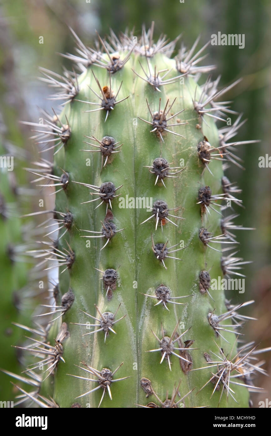 Cactus vert dans le désert aride, Aruba, Antilles. Banque D'Images