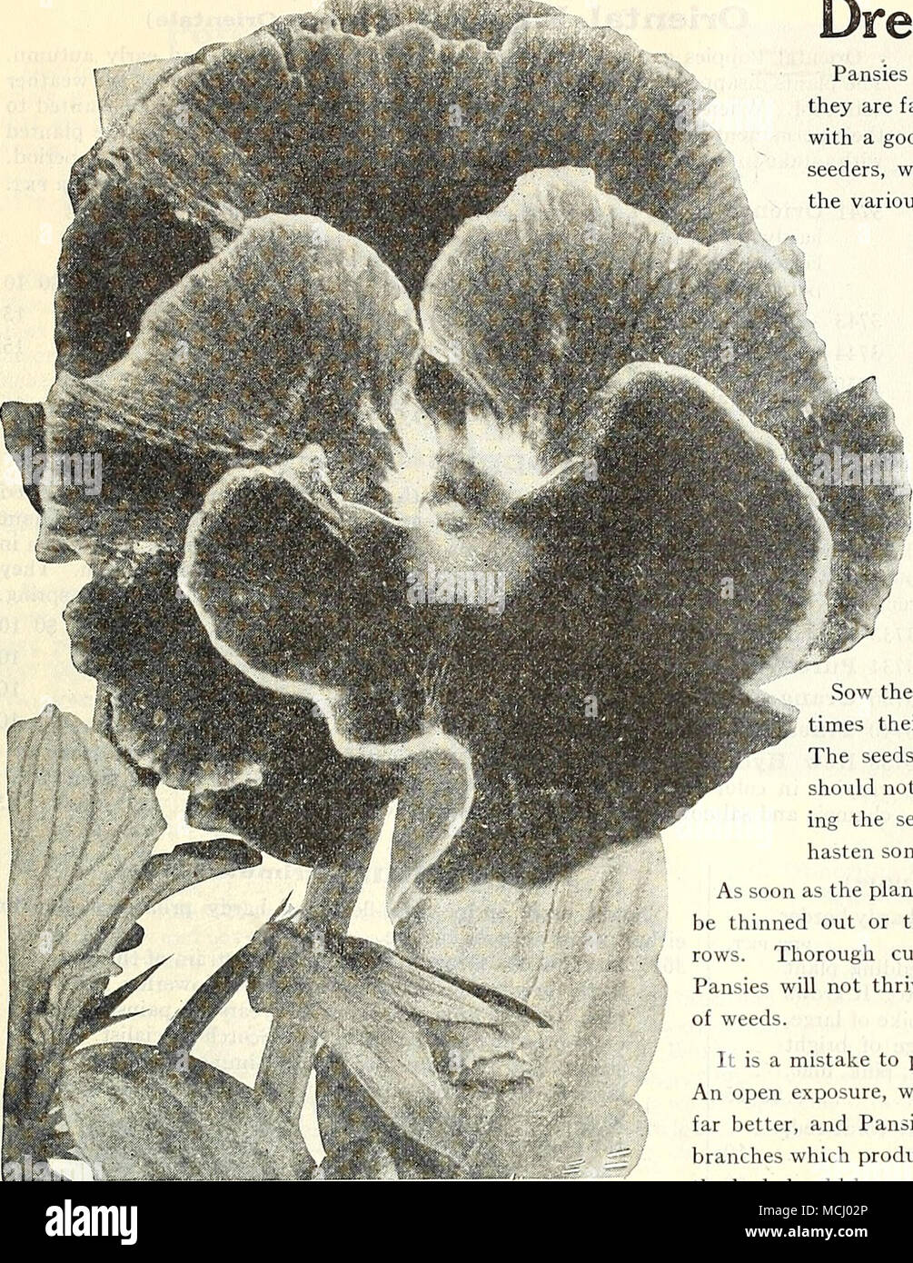 . Royal Exhibition Pansy par PKT 3510 Dreer's Royal Exposition. C'est notre meilleur mélange, aussi bien en ce qui concerne la taille, la texture et les colorants. Les paquets spéciaux de 2000 graines, SI.50 ; paquet ordinaire. . : 3514 Dreer's Premium. Ce mélange est composé d'un grand nombre de colorants, et est destiné à l'approvisionnement en l'absence d'un mélange de première classe à un prix modéré. | oz., $1.00 3516 chef-d [Frilled Pansy). Pétales recourbés ou visiblement agité. La gamme de couleurs est très vaste, le riche, sombre, tons veloutés prédominent. J'oz., $1.00 3500 Trimardeau géant. Toutes les couleurs. Par j'oz., 50 cts.. Pensées sont à Banque D'Images