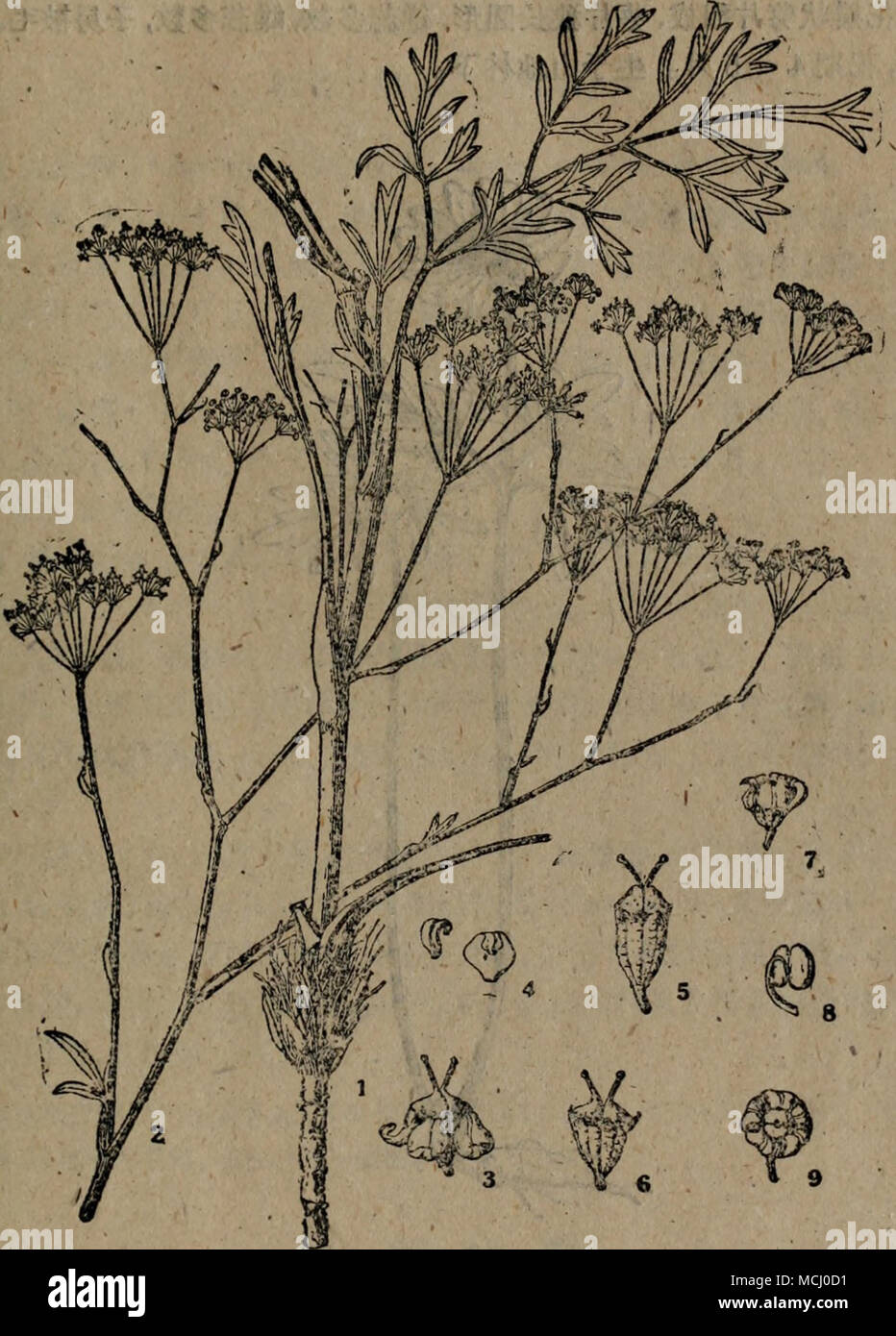 Kromeriz67 E E Saposhnikovia Divaricata Turcz Schischk 1a 2 Filc A C A 3 E 4 E C 5a 6 A E E 7 E 8 Ee 9 E I A E E 2 eaº Ce E D A c a A E E I A E E I A E A E ºe Te A I Ema e Akaaa Severnaƒ C Asaaeaº Caºe E A I Ee