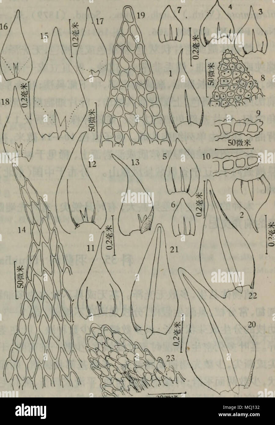 c Kromeriz Kromeriz163 C Aea Aee Liiidb Heterocladium Papillosum Lindb 1a10 1 2 Ea 3a5 Aea 6a7 Aec A A 8 A A E Ae A 9 10 Ac C Epa Eudole Keella Catenulata Brid Kindb U A H 11a12 Ea Aea 1314 A A C A A C A Ac