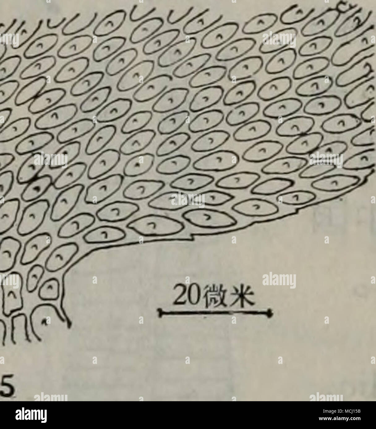 Vii Iii 30 Banque D Image Et Photos Alamy