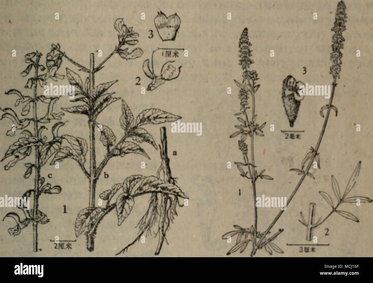 A Iyoa Iso A151 A E Salvia Miltiorhiza Buoge Schiionepeta Tenuifolia Briq 1 A B C Ae Ae I Ffa Cii C Aei e Ht Ac A A Cc3 ei I C Cae A A E4e E E Ac E C E 40a70e C A C Ae C E Ae C 1 A Amp A A E A A Aº