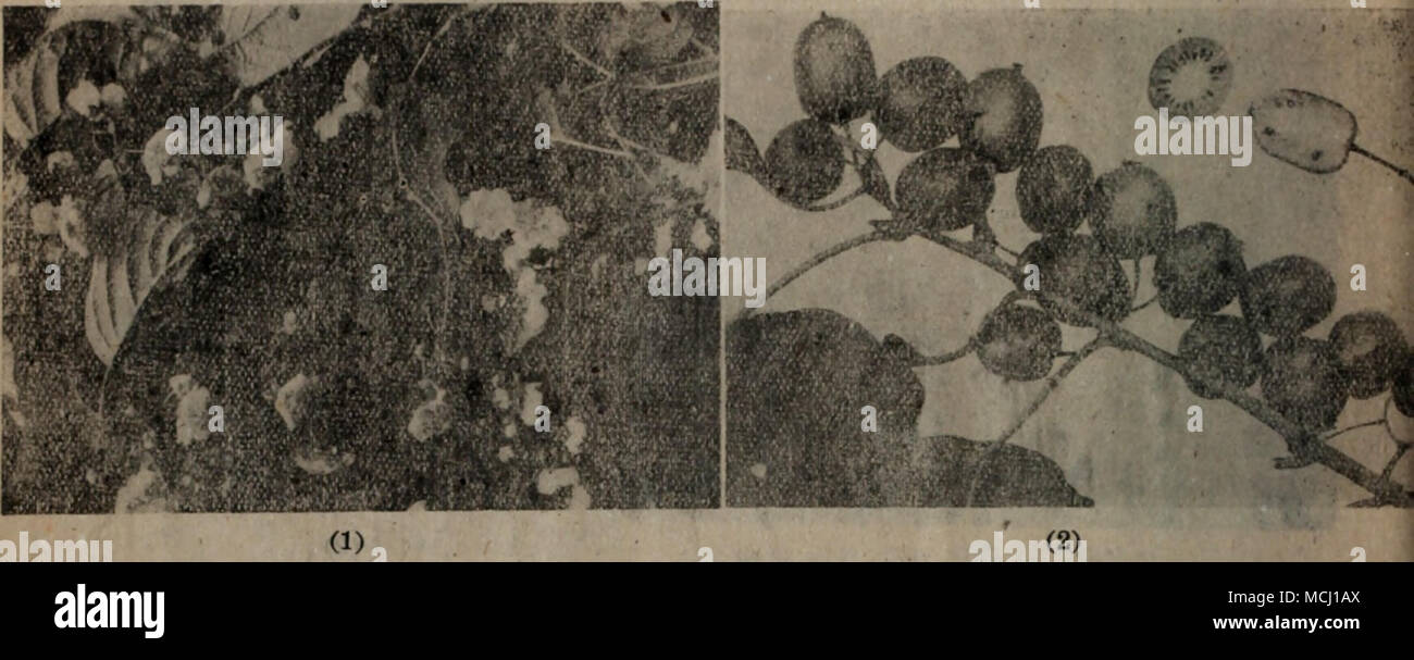 A C C Aetinid148 W Ia Arguta Planch 1 E Ae Eae ªi I Aeaec Cc C C2 Ae e Ae Ae Ae Aeªi A C Cae A Ae Ai I Ae A Ae A C A Eae Ae C C Aei A Actinidia Kolomikta149 Maxim Prim Fl L Amour 1859 63 Forbes Et Hemsl Dans La Journee Linn Soc Xxiii