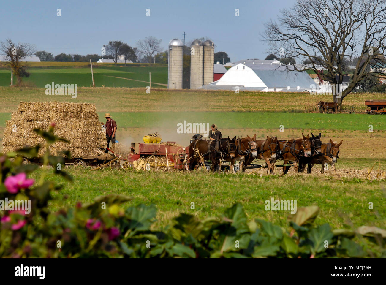 La récolte de la famille Amish les champs avec une équipe de chevaux 6 sur une chaude journée ensoleillée d'automne Banque D'Images