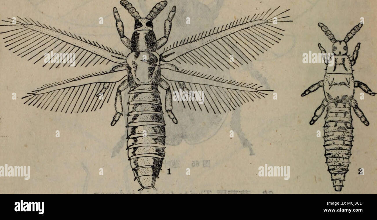 . Kroměříž66 è±èé¦¬ » aeè 1 ..2.è¥è 67 è±è"é"¾Hylemyia antiqua Meigen. ¬¦¿ åç é ç®ï¼è§3±èç åå'ä'åï¼å åååçåaeåçã §⇨,. ä'ºÅ «³Ä½Ç®©è ãå¤§èãae±'è±ç-3 å½¢" aeaeè¿³Ä½É:"éç 6æ¯"ç±³,ç¿ å±13æ¯« ³Ãè±ç'é ç¨è²ï¼åç¿°é"¯åºèåºae aeç Ï¼ä-¶³È'-è ¿ èçåå¤é¢æ¯ï¼è ¹Åae2ae ¹é¨« è²ï¼èé ç°é¢ä'-å¤¬¬äºãä®ç'èaeä È²ç-'æ'±ç'¯éèä½ Éèä½ae 3ä'ºå Ï¼è°'é¢ae²è²ï¼èé»ç'±ç'ä'aeae¾ï¼åç¿ åºIIåºae¯aeç Ï¼è¨¹É-ç°è²ï¼èä'-å¤¬¬ä®ç'è³ç¬¬åèae Aeå¾è²ç''ä±ç'åµï¼é åå½¿æ©¢¢, ç'1.2Ae é¿¯« ³ï¼ä¹³ç½è²ã Å¹¼è±ç"ï¼èçå¹¼è ä½é Äº³ç«¿³Ï¼Ä¹³Ç½È²Ãå 8°¾É¨±å ·èÂ"çªèµ¯¹Ï¼Ç·7å¬¬¯¹å ä'å ç¬¬äºå¨¯¹Ä § ae¹çå «¬¬å'ï¼ç¯äºå ¹Ae¯ç¬¬¯¹Ç -å å å¨¤§ã è¹:é¿¯ 6.5Ae"ç±³Ï¼Ååç-å½¢, ç' è¤è²ã¯ä¹§ çè æ'¨è¹å" ä¥åä'-aeå¤§èé³å® 2004-2005 ä'è¶ Banque D'Images