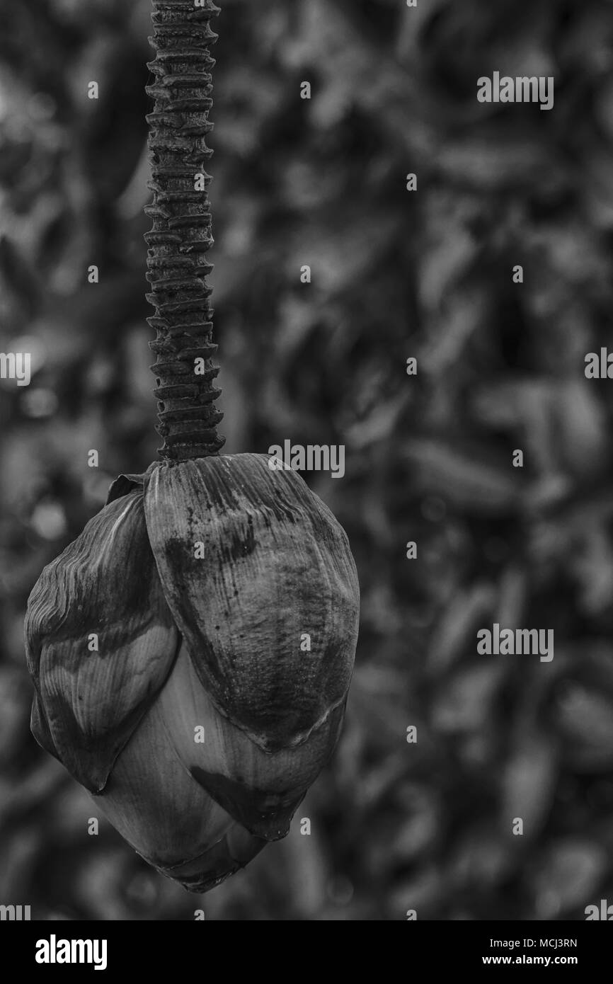 Fleur de bananier à sec de bananier, close-up arrière-plan de site web ou des périphériques mobiles Banque D'Images