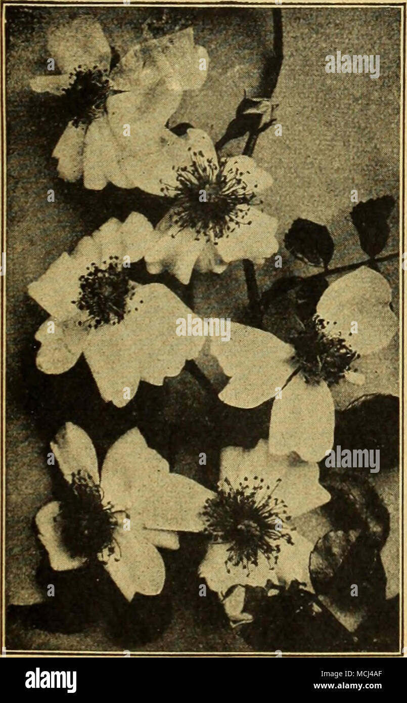 . Lord Penzance Rose Memorial Sweetbrier hybride de ces jolies Roses