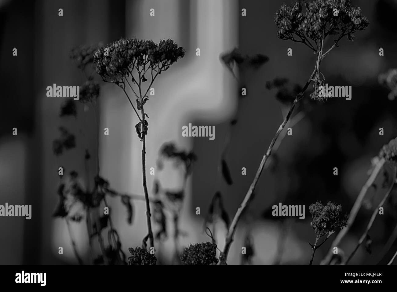 L'Ammi sec fleurs du jardin en hiver, Selective focus. Banque D'Images