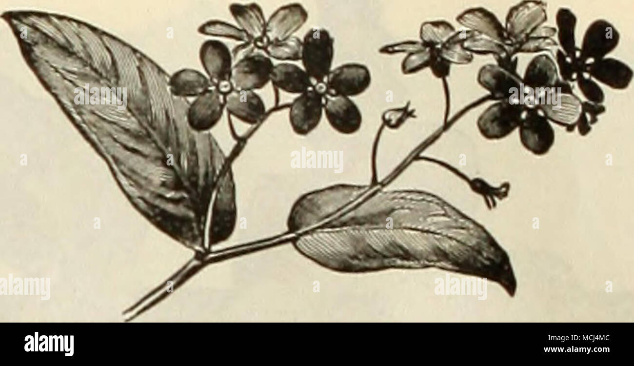 . Lythrum (troubles civils) 3071 Roseum Superbum. Un ver&gt ;' jolie plante vivace ; de plus en plus de 3 pieds de haut, ami produit des épis de fleurs rose-de juillet à septembre dans  ^f '' Matricaria 3121 Capensis Alba Plena {Double blanc des plantes, la production de tous les fines fleurs blanches doubles de la saison. Une amende double- tion ou de plantes en pot, de 18 pouces. J'oz., 25 cts 10 Nemesia 3401 Grand Nain-floraison hy- brids. Un très joli annuiil wliich, fait le mieux dans un endroit frais ; les plantes poussent sur un pied de haut, et l'orchidée-comme des fleurs sont très variés en couleurs, y compris rose, jaune, bleu, orange, etc. 2 pkts., 25 $ 01 cts Banque D'Images