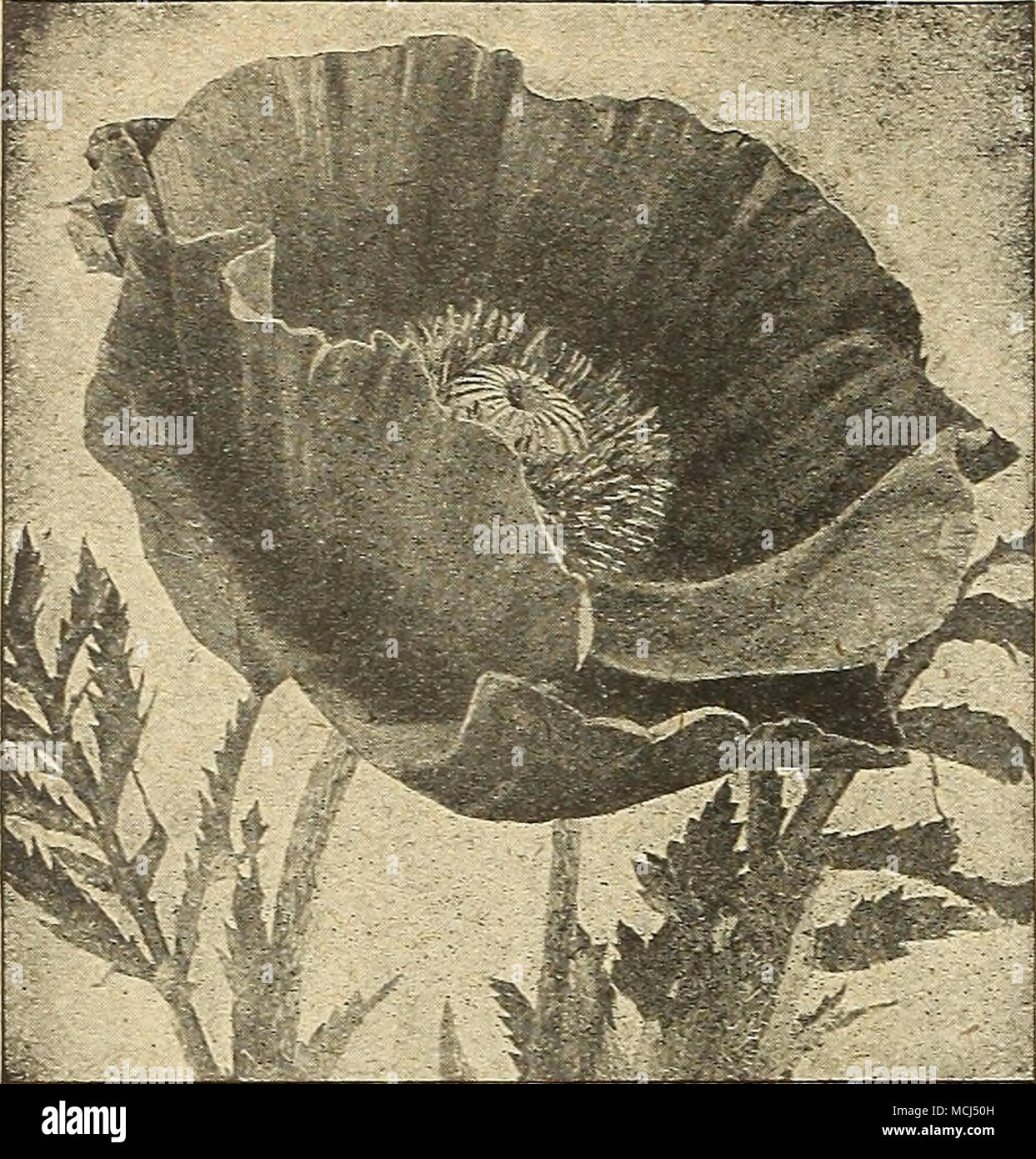 . Les ca^^ ^j w w e^^^^fe ? TW 1^^ S* >P^^^E ')9I l"^S a : 1b Riu" â &gt ;.-^^g| ^ ^^^* WS "'^^«^* K JE V-^^» ^ - r '^ » «--^ , M s. &Amp ; &gt ; Pavot d'Orient Dreer pivoines parfumées du Pachysandra terminalis, reportez-vous à la page 27. Augmente de 6 à 8 pouces de haut, formant de larges tapis de feuillage vert brillant lumineux. En tant que précieux de couverture au sol ; le fait bien sous les arbres où l'herbe ne se développera pas. 25 cts. Chaque ; 2,00 $ par doz. ; 15 $ par 100 ; 120,00 $ pour 1000. Le pavot d'Orient (Papaver orientale) l'automne est la meilleur tLme pour planter les pavots d'Orient, planté à cette fois, ils sont sûrs de flower le fol Banque D'Images