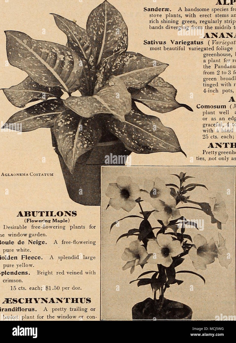 Abutilons Floraison Souhaitable Gratuitement Plantes à