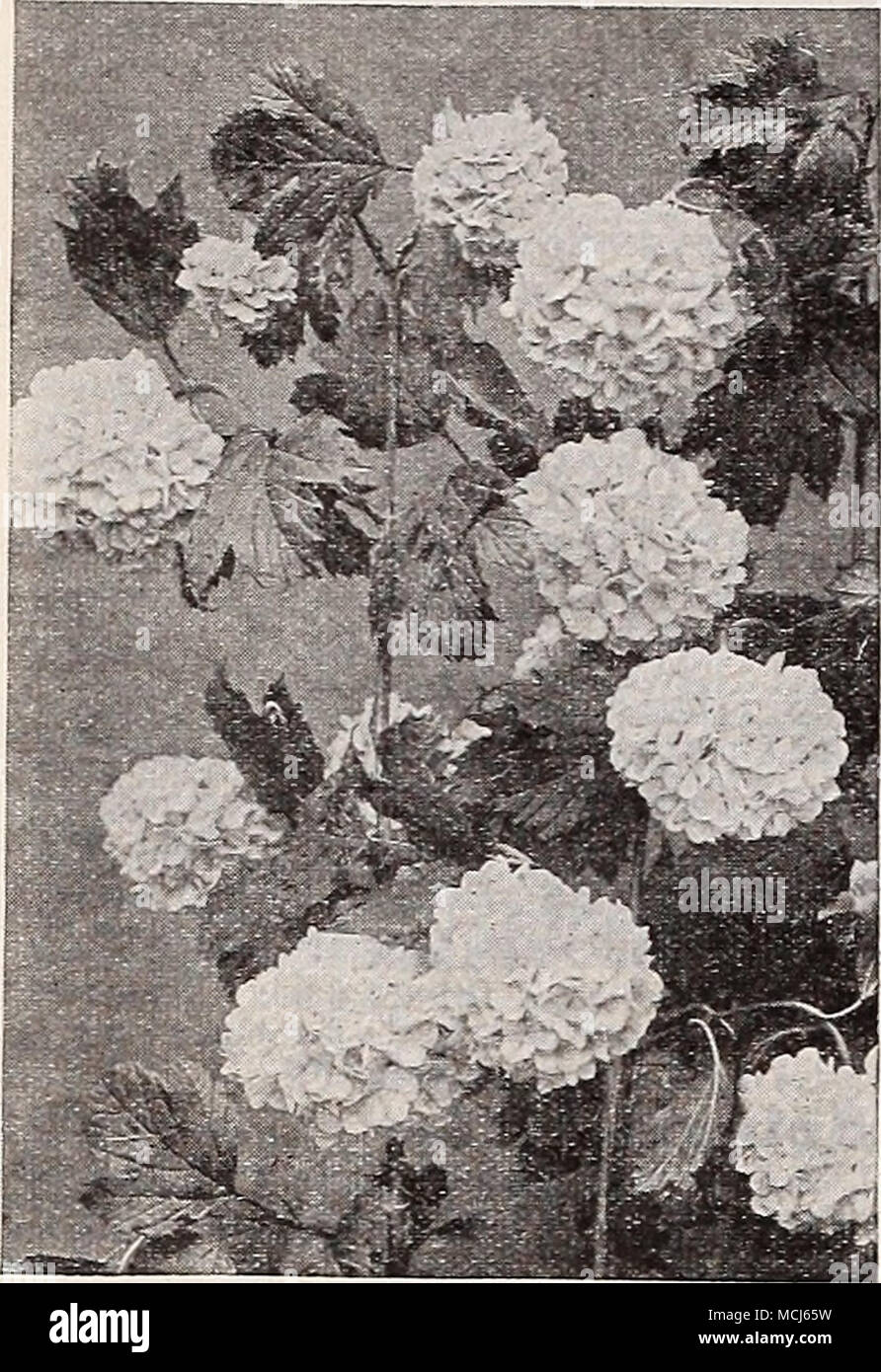Viburnum Opulus Sterilis Symphoricarpos Symphorine