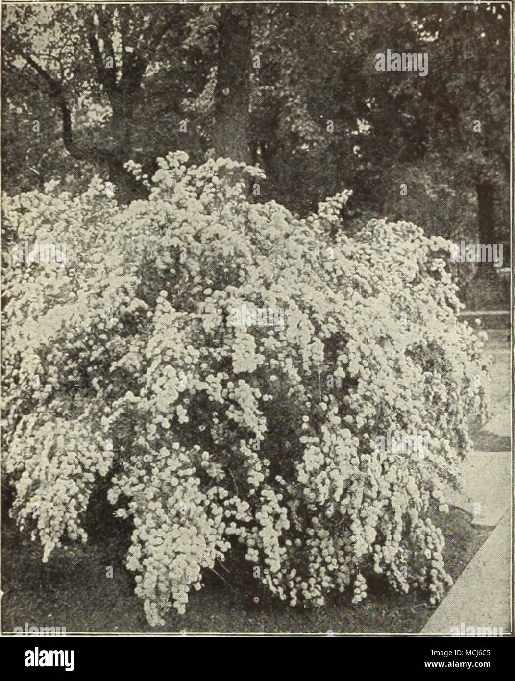 Spik Van Houtteiea Le Tamarix Africana Tamaris