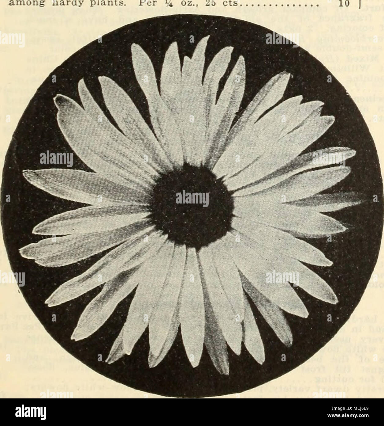 . Campanula medium (Canterbury Bells) chrysanthème. {Moonpenny et Marguerites Shasta.) Pek Pkt. Alaximum, le roi Édouard VII. Les meilleurs Moonpenny Daisy encore introduit ; très grand blanc pur fiowers. 2 pkts., 25 cts 15 Marguerite, Mixte. Stock en direct de M. Luther Burbank, le célèbre hybrideur, et contient quelques chacun de ses derniers types améliorés. 2 pkts., 25 cts 15 Marguerite "Alaska." c'est la plus belle de toutes les marguerites Shasta ; les fleurs d'iminense la taille. 5 pkts,, $1.00 25 cinéraire. Les semences peuvent être semées à partir de mai à septembre. Nos prix sont, à juste titre, les souches célébré pour toute bonne quali Banque D'Images